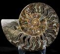 Large Cut And Polished Ammonite #23617-1